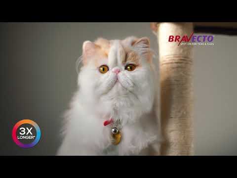 Bravecto Spot-On For Cats Video