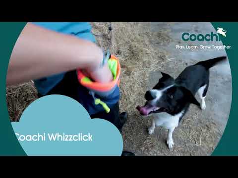 Coachi Whizzclick Video