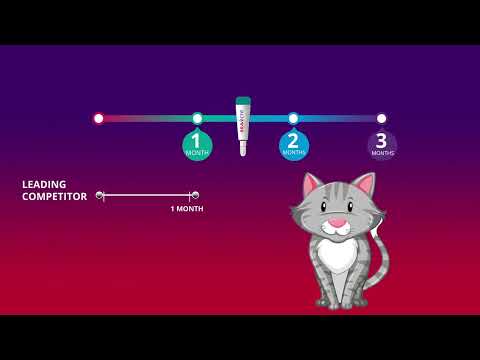 Bravecto Spot On For Cats Video