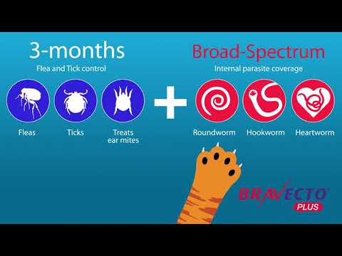 Bravecto Plus Spot-On For Cats - Video