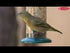 Setting Up Your Bird Feeder Video