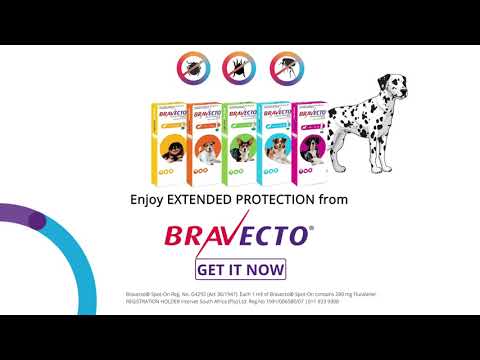 Bravecto Spot On For Dogs Video