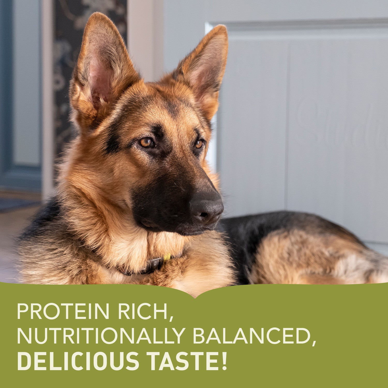 Acana Dog Adult Large Breed Recipe Lifetsyle