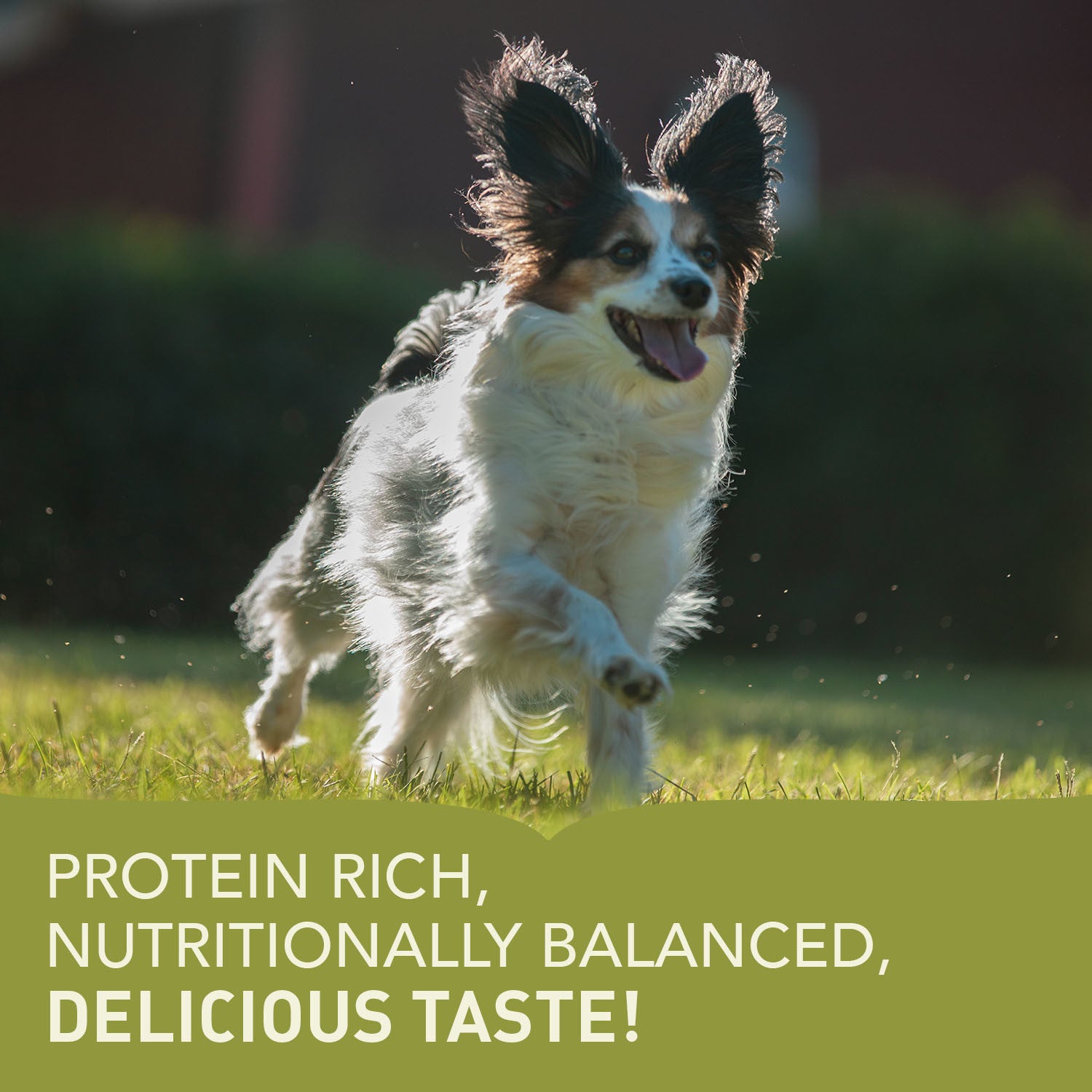 Acana Adult Small Breed Recipe Dog Food – lifestyle image (buy in South Africa)
