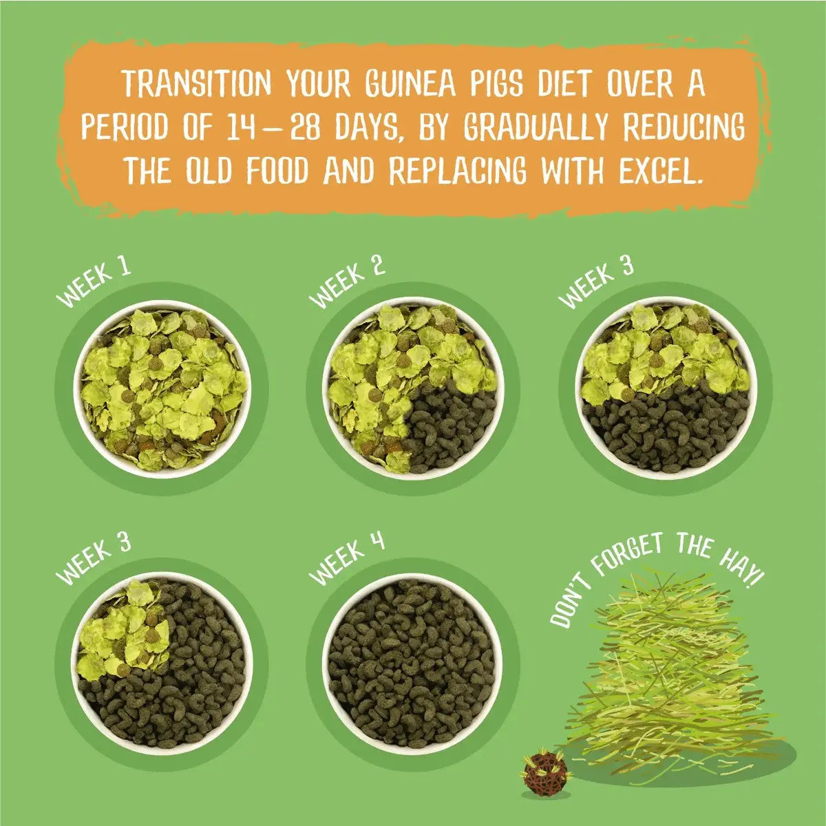 Infographic showing a 4-week guide to transitioning guinea pig food with Excel and hay.
