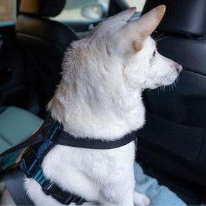 Company of Animals CarSafe Crash-Tested Harness