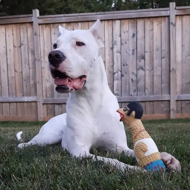 White dog sitting on grass next to a quirky rubber chicken toy in a backyard setting.