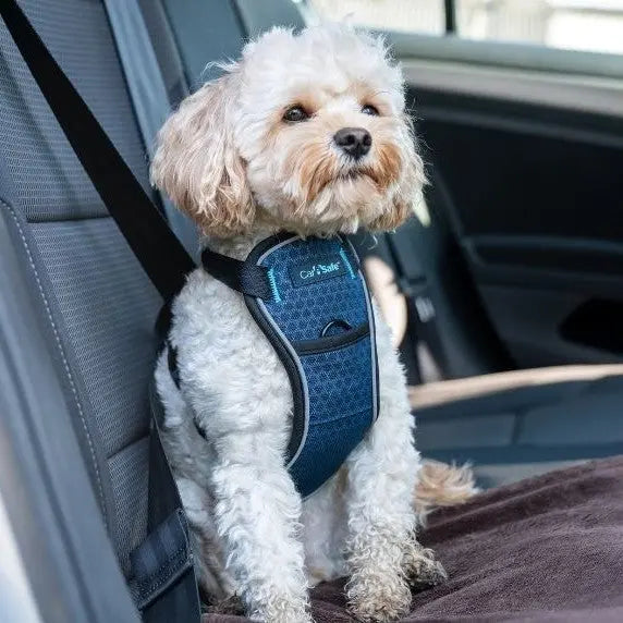 Dog safety harness in car, ensuring pet security and comfort during travel.