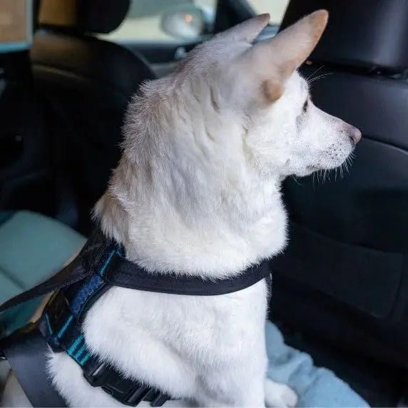 Dog in a car wearing a safety harness for secure travel.