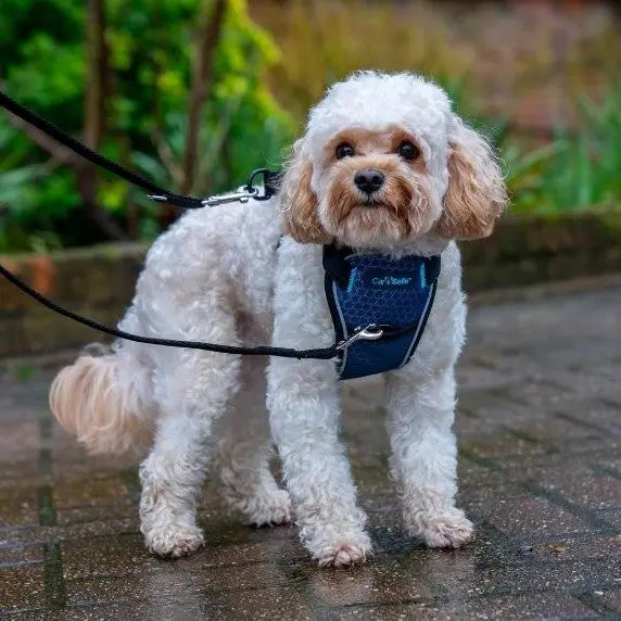 Small white dog wearing a blue harness, standing on a wet pavement surrounded by greenery.