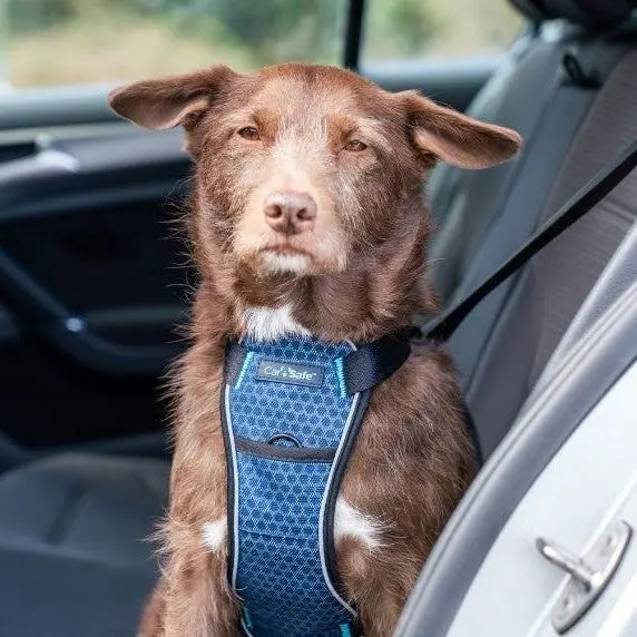 Dog in a car wearing a safety harness, ready for a safe journey.