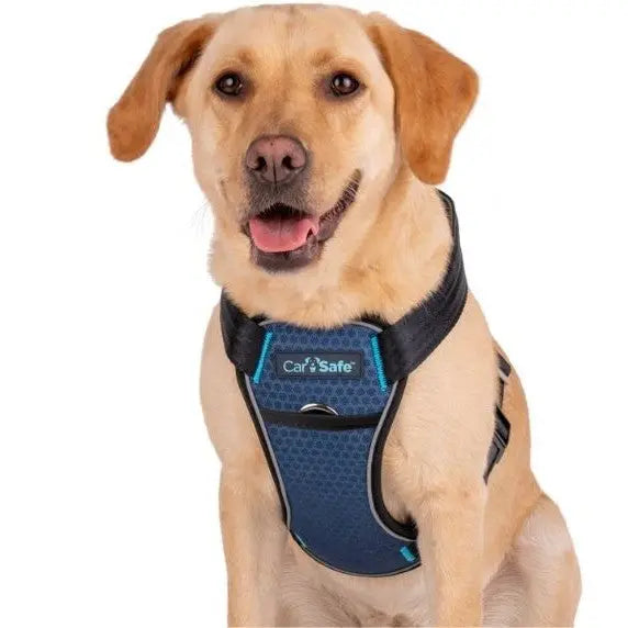 Labrador wearing a blue dog harness, showcasing comfort and safety for pet walks.