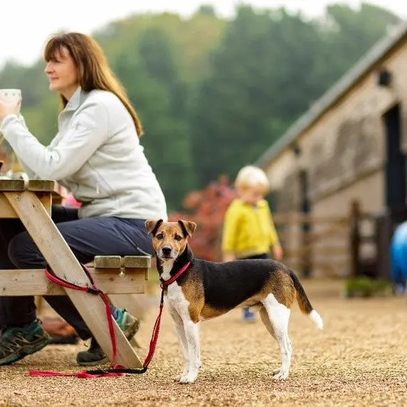 A dog on a leash stands beside a woman at an outdoor picnic table in a scenic setting.
