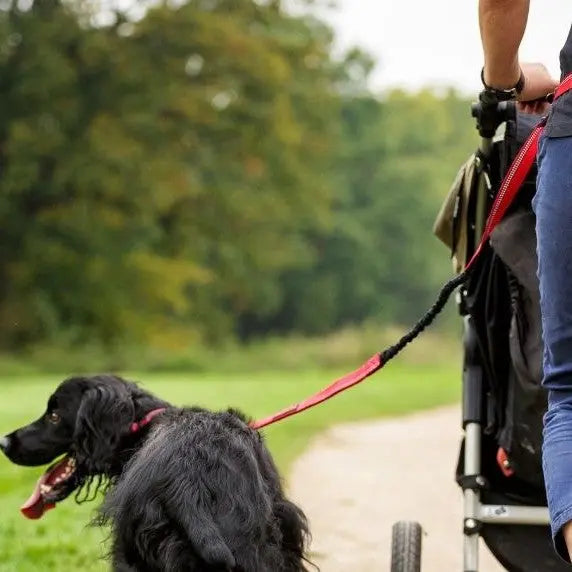 Person walking a dog alongside a stroller on a scenic path in a park.