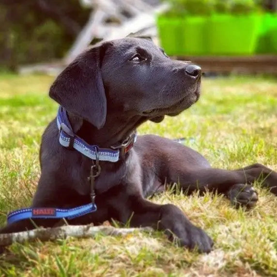 Black Labrador retriever lying on grass, wearing a blue collar and leash, enjoying a sunny day outdoors.