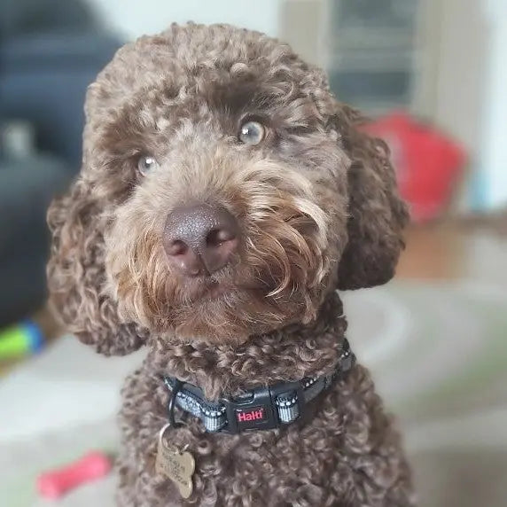 Cute brown dog with curly fur and a collar, looking curiously at the camera in a cozy living room.