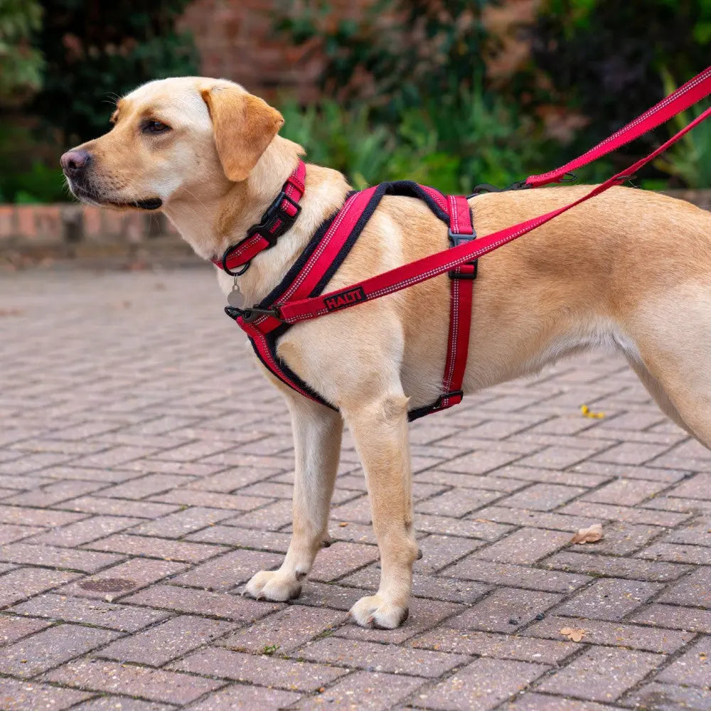 Labrador wearing a red harness and leash, standing on a brick pathway in a garden setting.