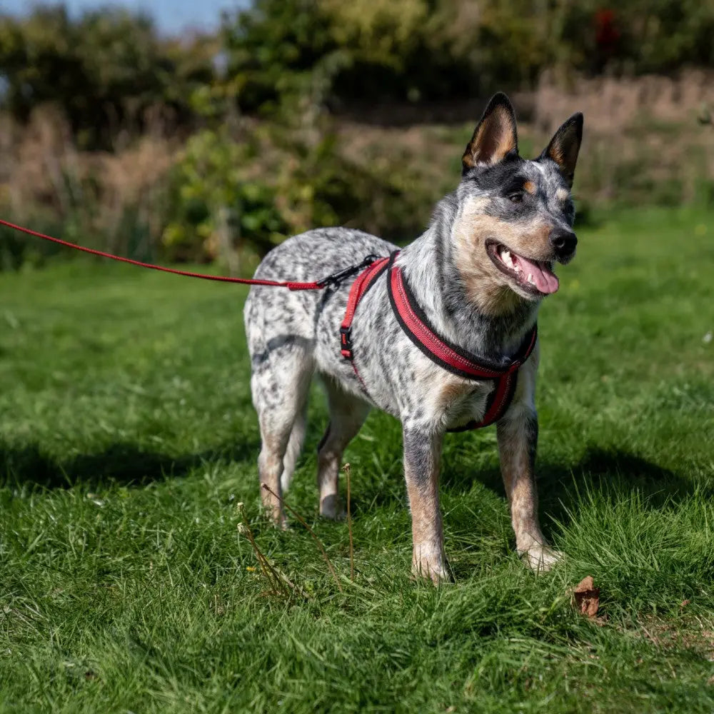 Happy dog in a harness enjoying a sunny day outdoors on a leash in a grassy field.