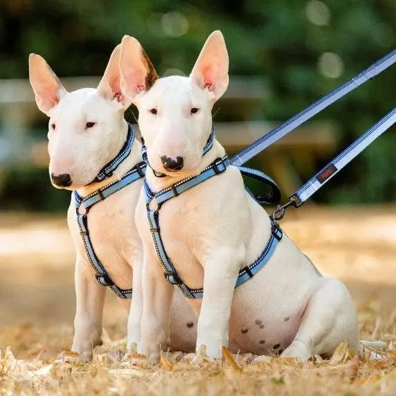 Two adorable Bull Terrier puppies in blue harnesses sitting on grass.