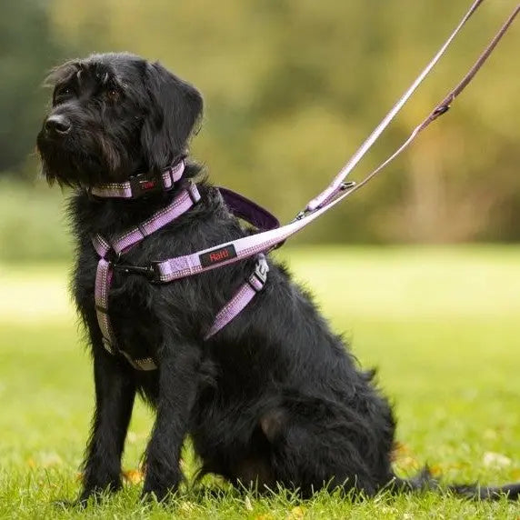 Black dog wearing a purple harness and leash, sitting on grass in a park.