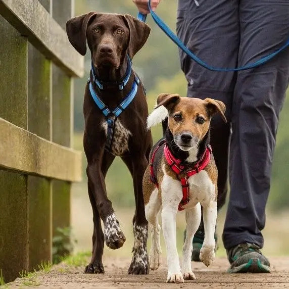 Two dogs on leashes walking alongside a person on a scenic path.