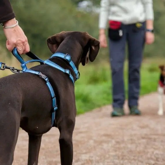 Dog on a blue harness being walked on a path with a person and another dog in the background.