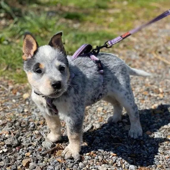 Cute puppy on a leash exploring a gravel path in the sunshine.