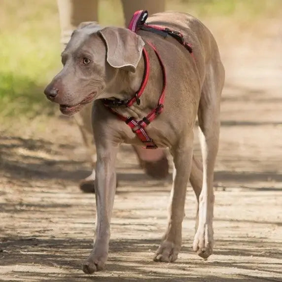 Weimaraner dog walking on a trail with a red harness, enjoying outdoor exercise.