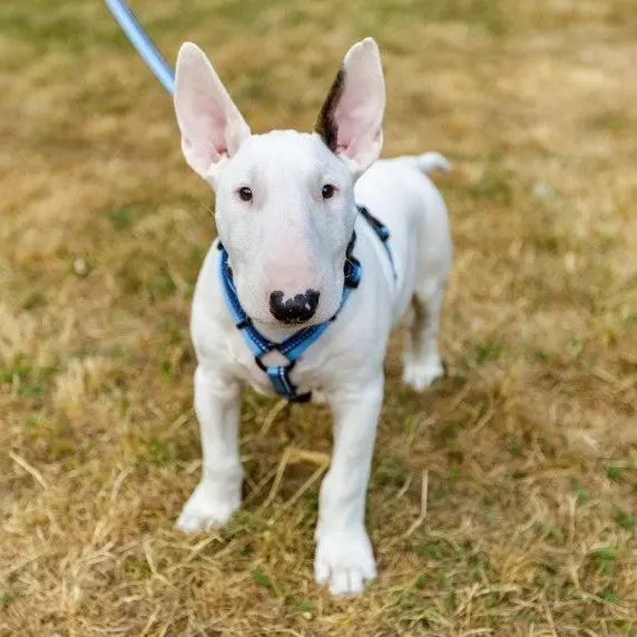 White Bull Terrier on a leash, standing on grass, showcasing its playful and friendly demeanor.