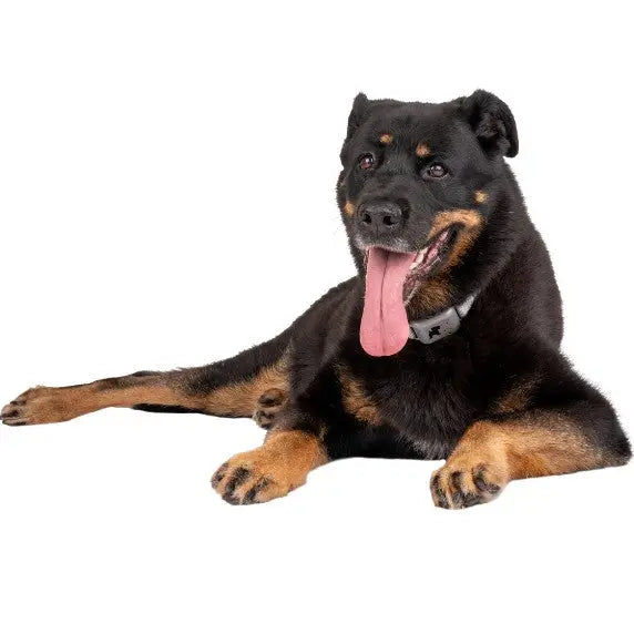 Rottweiler lying down with a relaxed expression and tongue out, showcasing its friendly demeanor.