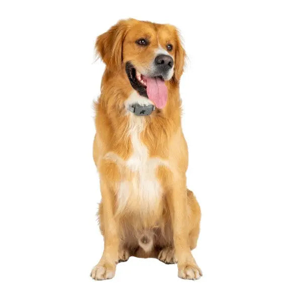 Golden retriever sitting proudly, showcasing its friendly demeanor and shiny coat.
