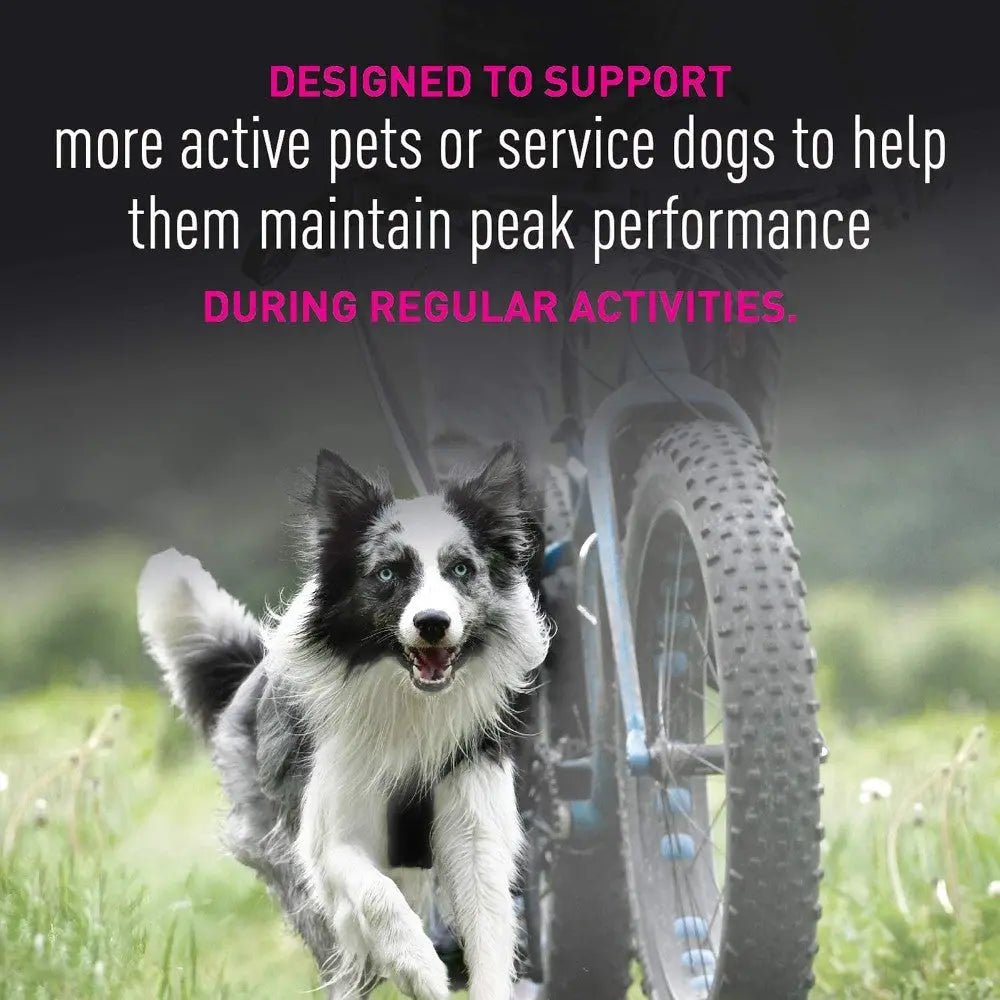 Active dog running alongside a bike, promoting peak performance for pets and service dogs.