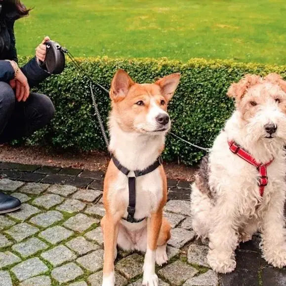Two dogs on leashes sitting on a cobblestone path in a green park setting.