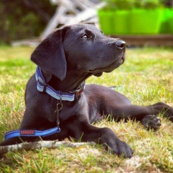 Company of Animals Halti Comfort Padded Collar - product detail image pet supplies South Africa