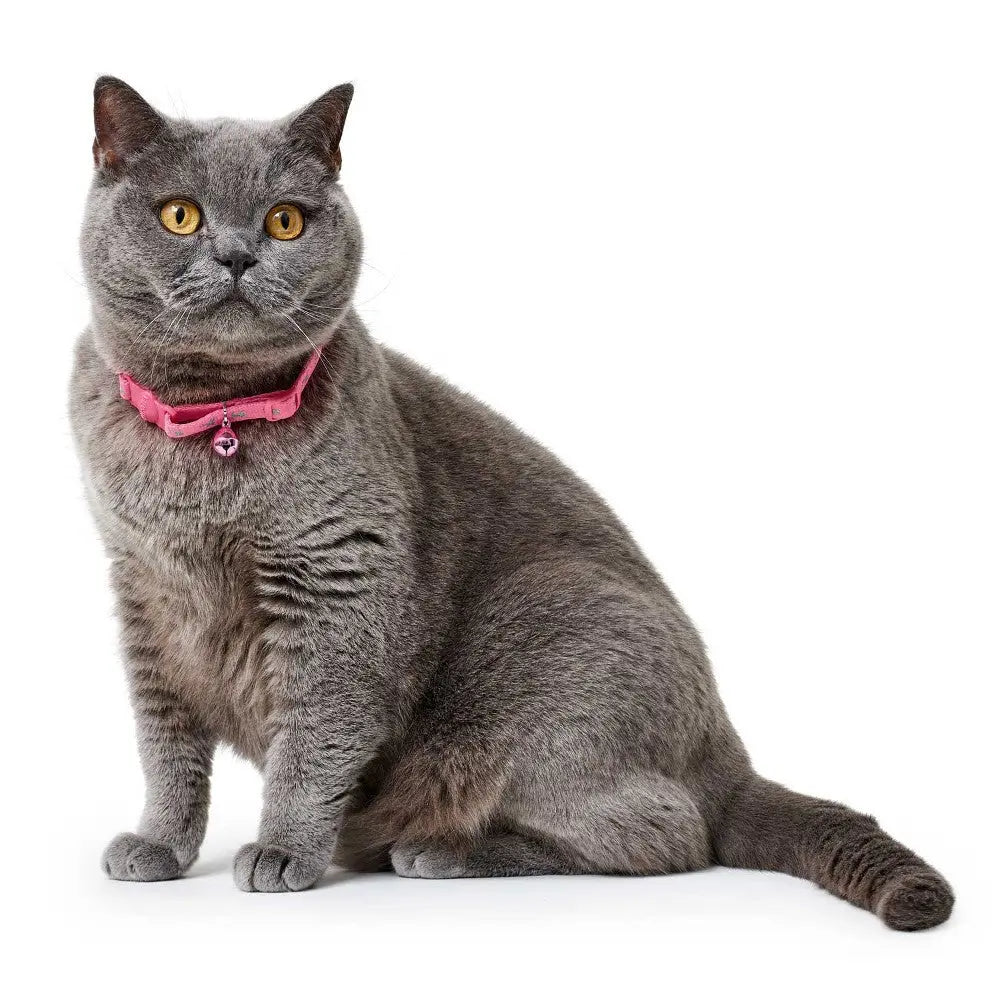 Gray cat with yellow eyes wearing a pink collar, sitting elegantly against a white background.