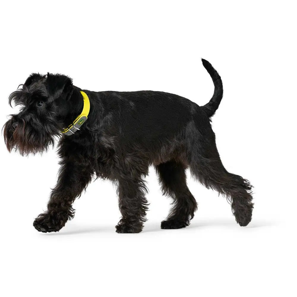 Black Schnauzer walking with a bright yellow collar against a white background.
