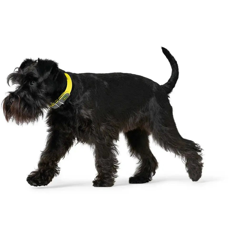 Black Schnauzer walking with a bright yellow collar against a white background.