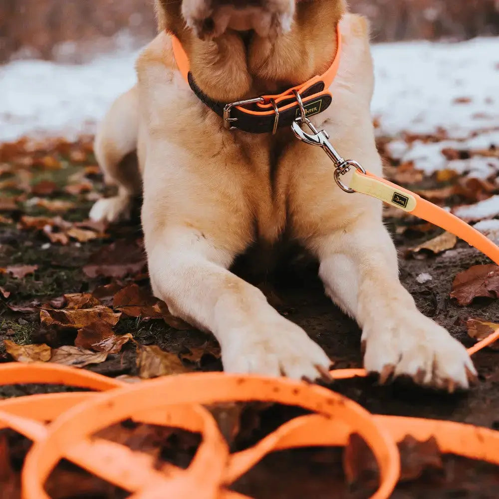 Labrador retriever resting on autumn leaves with an orange leash and harness.
