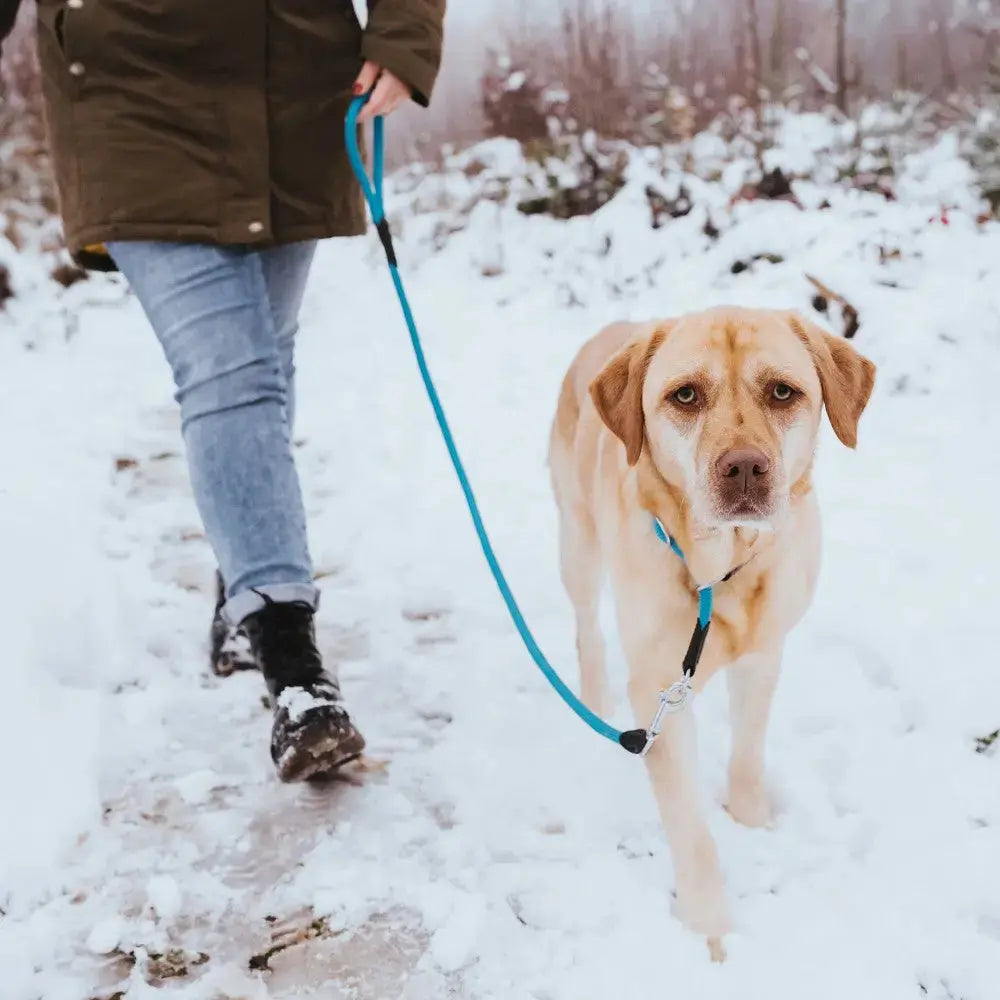 Person walking a yellow Labrador dog on a snowy trail, showcasing winter pet activities.