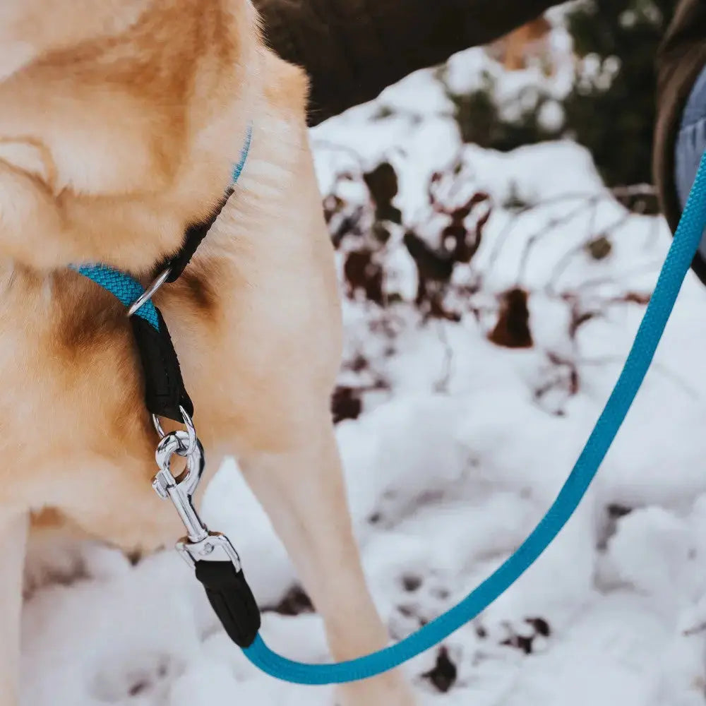 Dog wearing a blue harness and leash in a snowy outdoor setting.