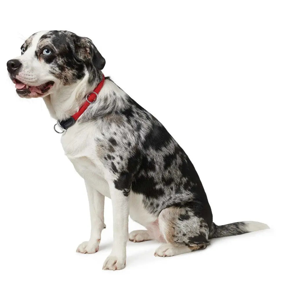 Playful spotted dog sitting, showcasing its unique coat and bright blue eyes.