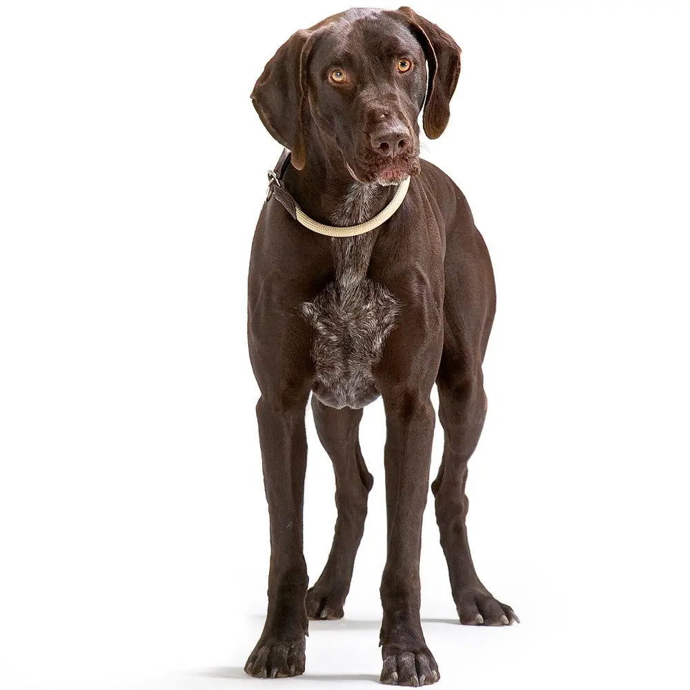Brown dog standing tall, showcasing its sleek coat and attentive expression against a white background.