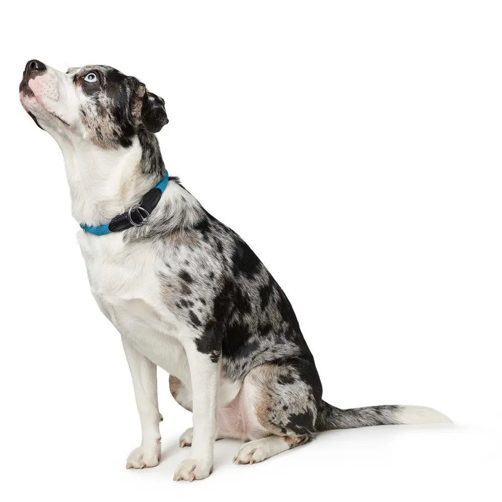 Dog with a blue collar sitting attentively against a white background.