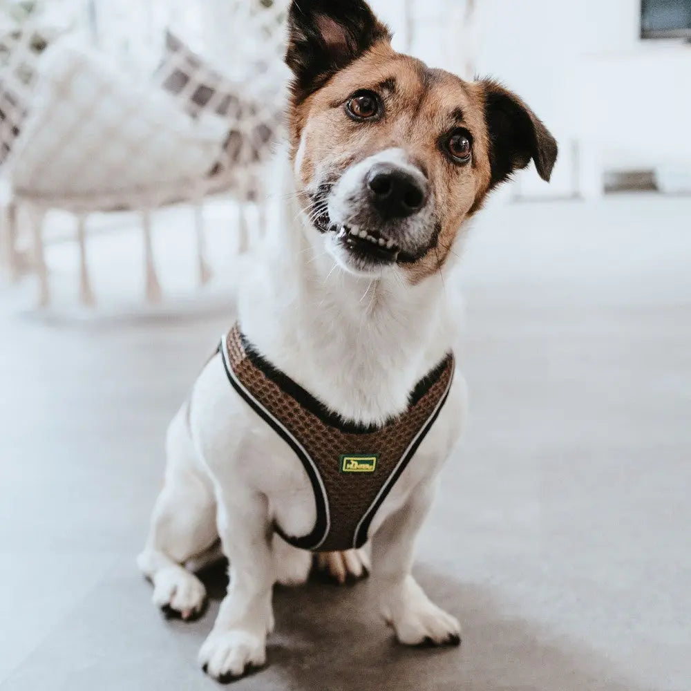 Happy dog wearing a stylish harness, sitting indoors on a modern floor.