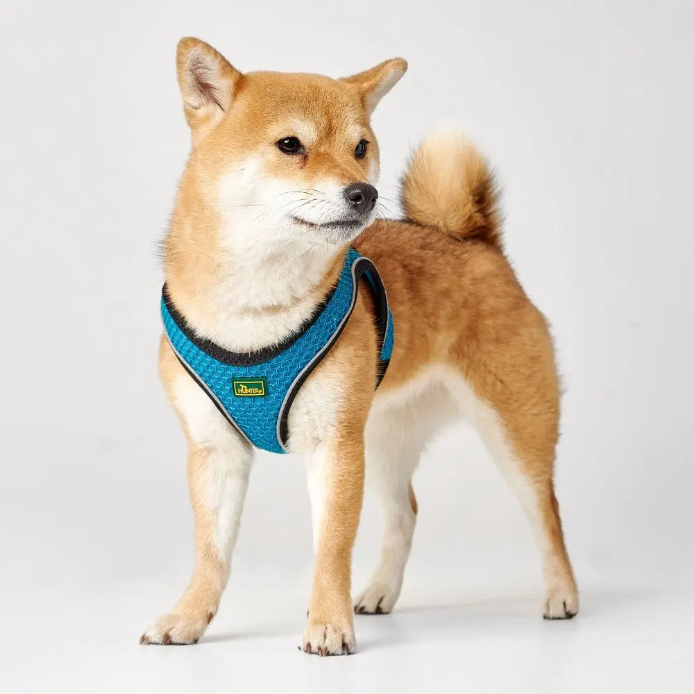 Shiba Inu wearing a blue harness, showcasing comfort and style for pet owners.