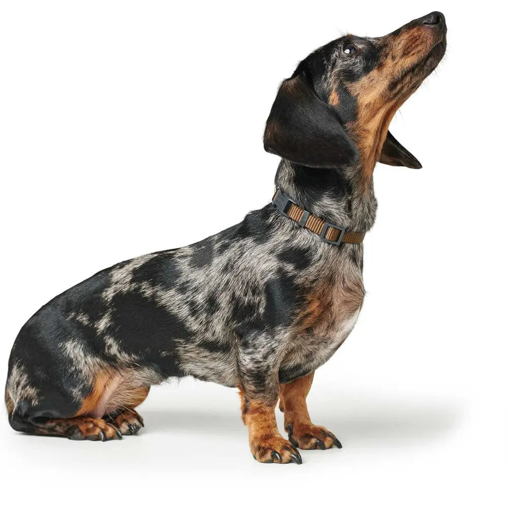Dachshund with a unique coat pattern sitting attentively, showcasing its playful personality.
