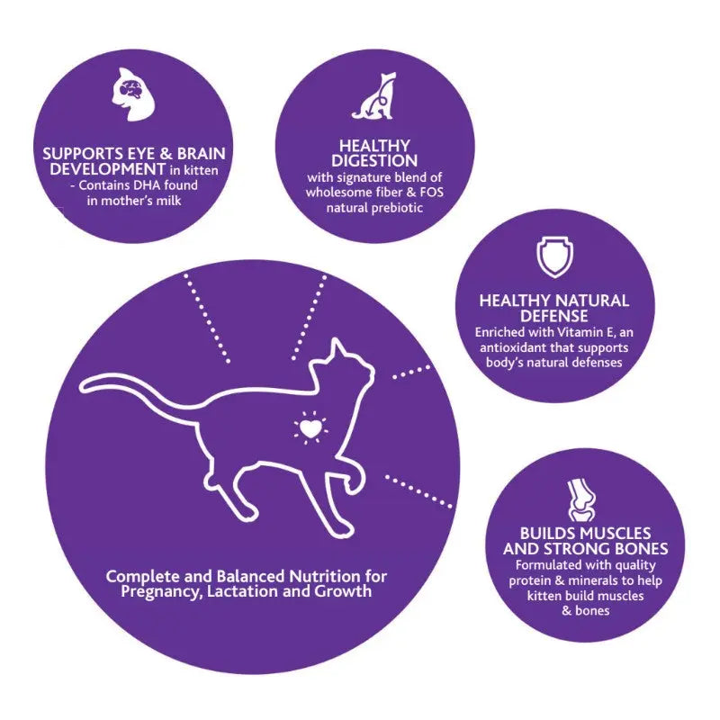 Infographic highlighting key benefits of cat food for pregnancy, lactation, and kitten growth.