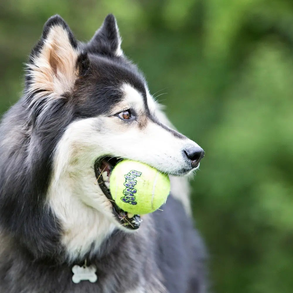 Siberian Husky holding a bright green tennis ball in its mouth outdoors.