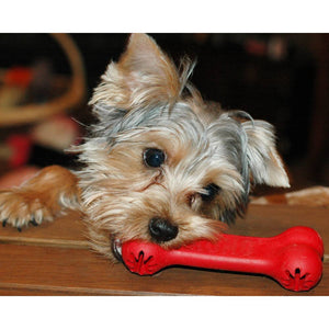 Dog with Kong Goodie Bone - Red Rubber