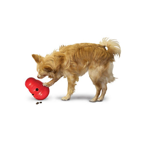 Dog Playing with the Kong Red Wobbler Treat Dispensing Toy